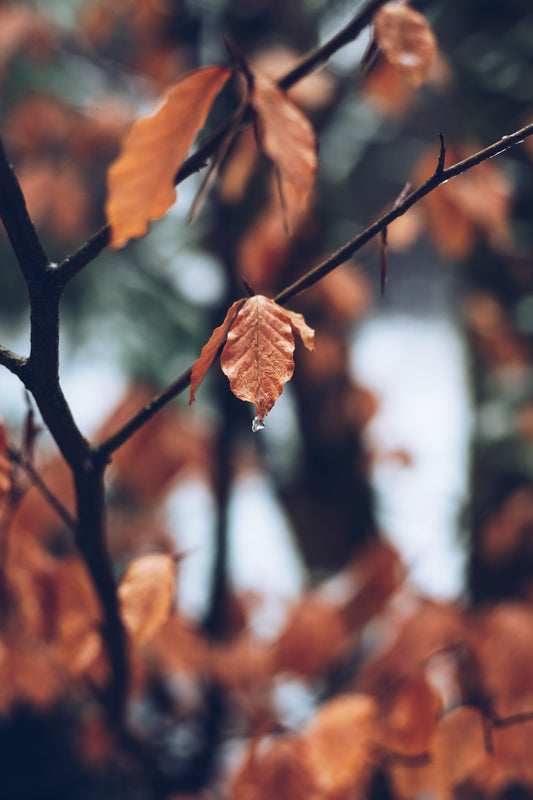 Herfstbladeren als spiegel